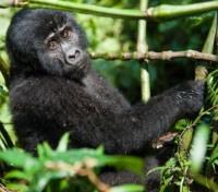 Mountain Gorilla 